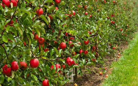 Minden, amit a gyümölcsösök lombtrágyázásáról tudni kell! Fókuszban az alma   